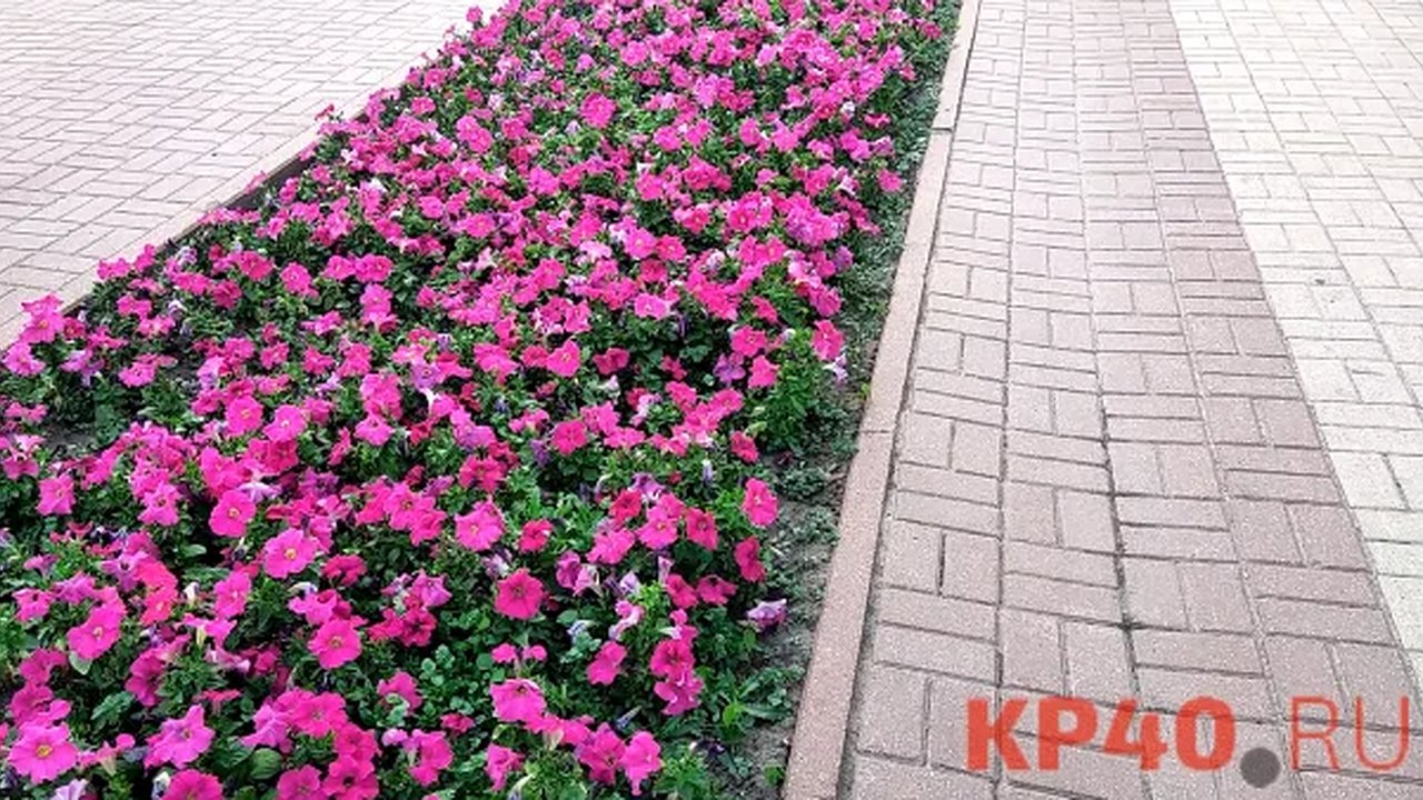 Главная картинка новости: В Калуге высадили тысячи цветов