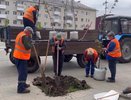 В Обнинске сажают новые клены на улице Лейпунского