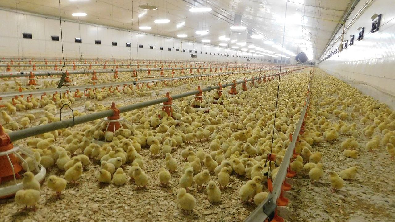 Главная картинка новости: В калужскую птицефабрику инвестируют порядка 3 млрд рублей
