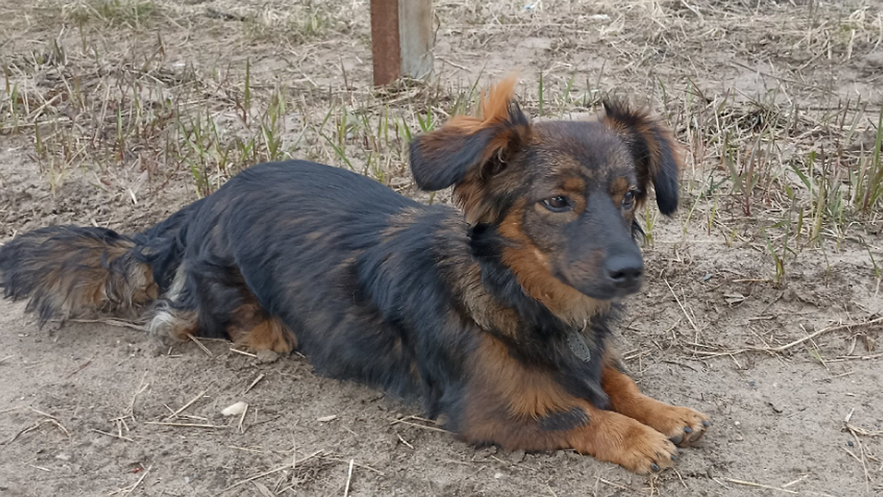 Главная картинка новости: В Калуге десять собак и два котенка обрели семью