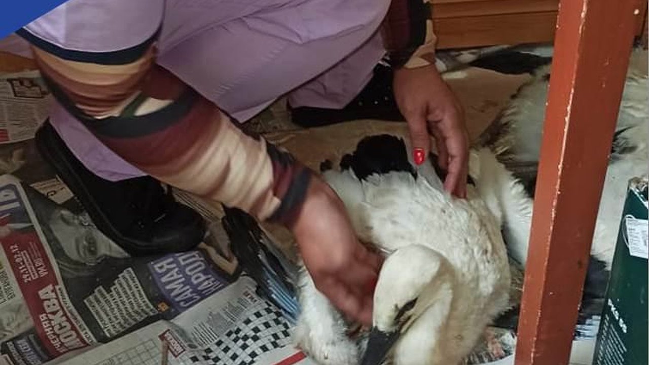 Главная картинка новости: В Калужской области ветер опрокинул гнездо с птенцами аиста