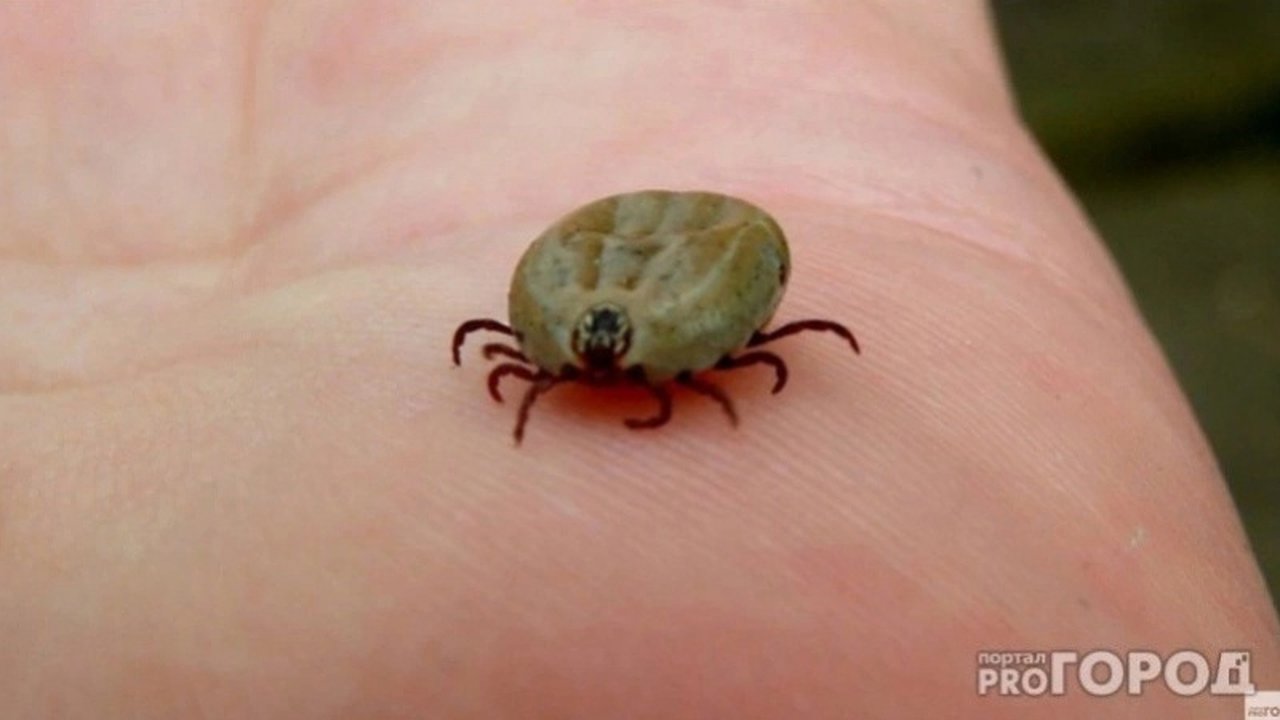 Главная картинка новости: В Калужской области за минувшую неделю от укусов клещей пострадали 203 человека