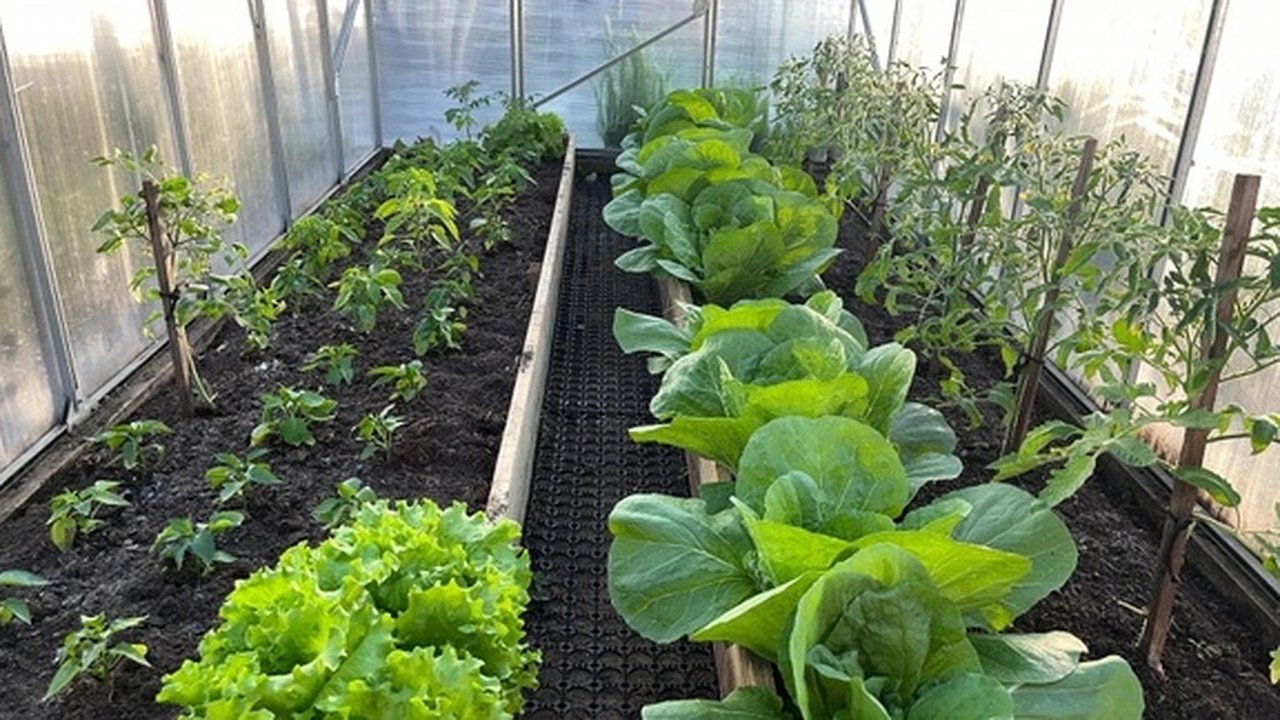 Главная картинка новости: Овощ, который губит почки: в Европе его больше не едят