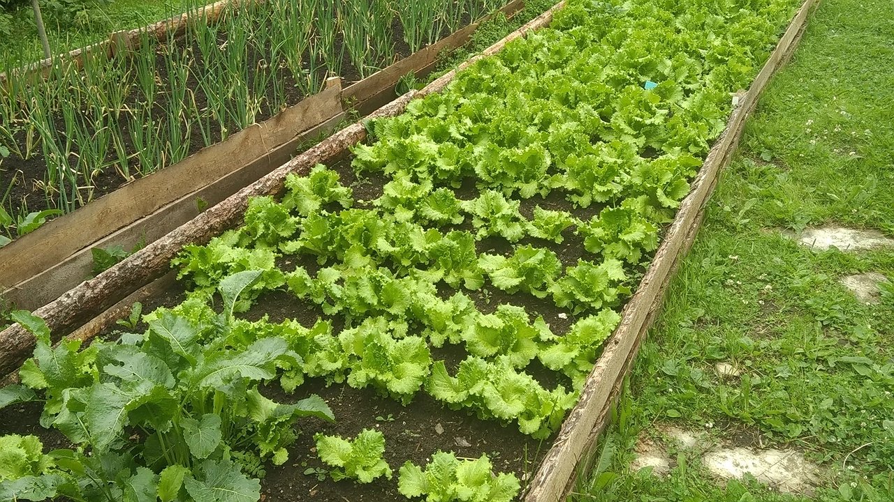 Главная картинка новости: Овощ, который убивает почки: в Европе его теперь не едят