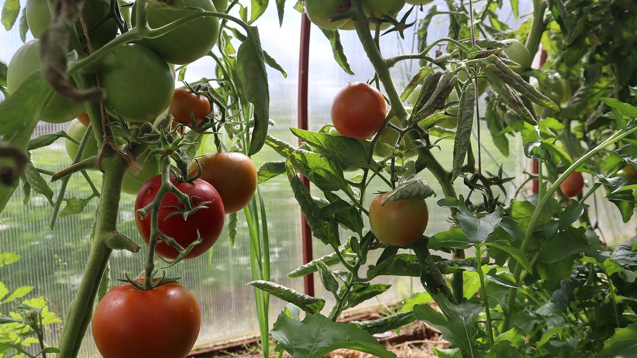 Главная картинка новости: Добовляйте 7 капель и томаты сразу идут в рост – урожая на грядках в 2 раза больше