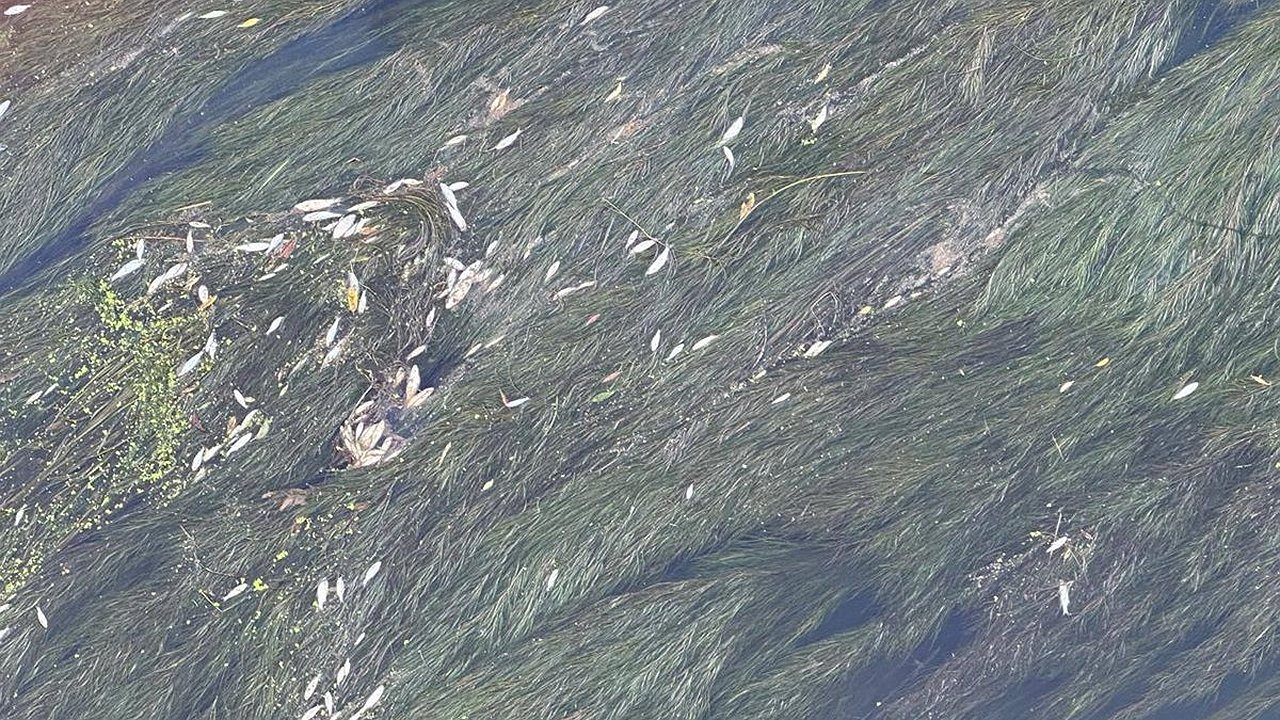 Главная картинка новости: В Калужской области в реке Протва массово погибла рыба