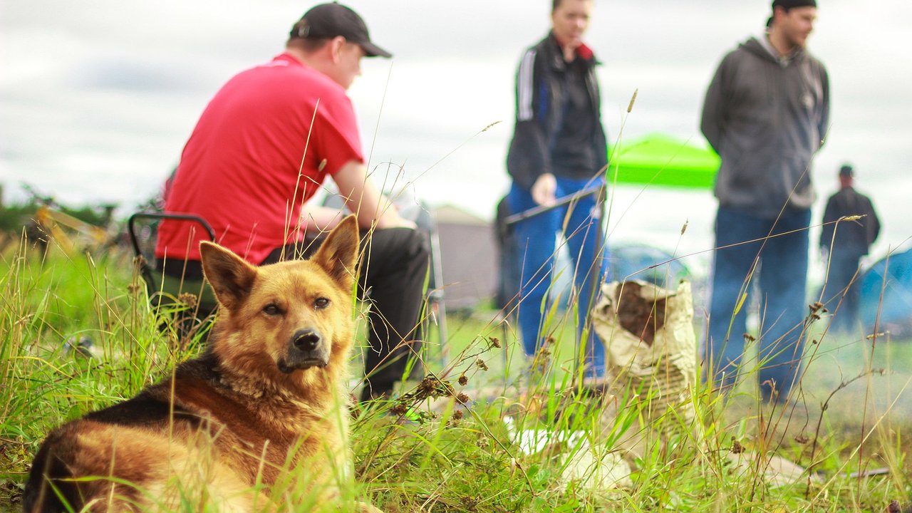 Главная картинка новости: 32 питомца из Калужской области теперь живут за пределами России