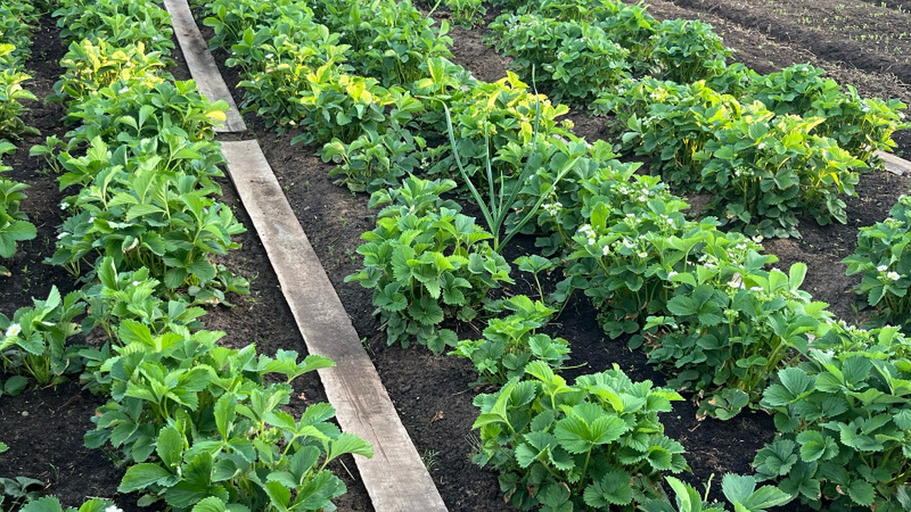 Главная картинка новости: Сорняки усохнут все разом: разведите стакан на ведро и полейте вечером - не узнаете свой огород