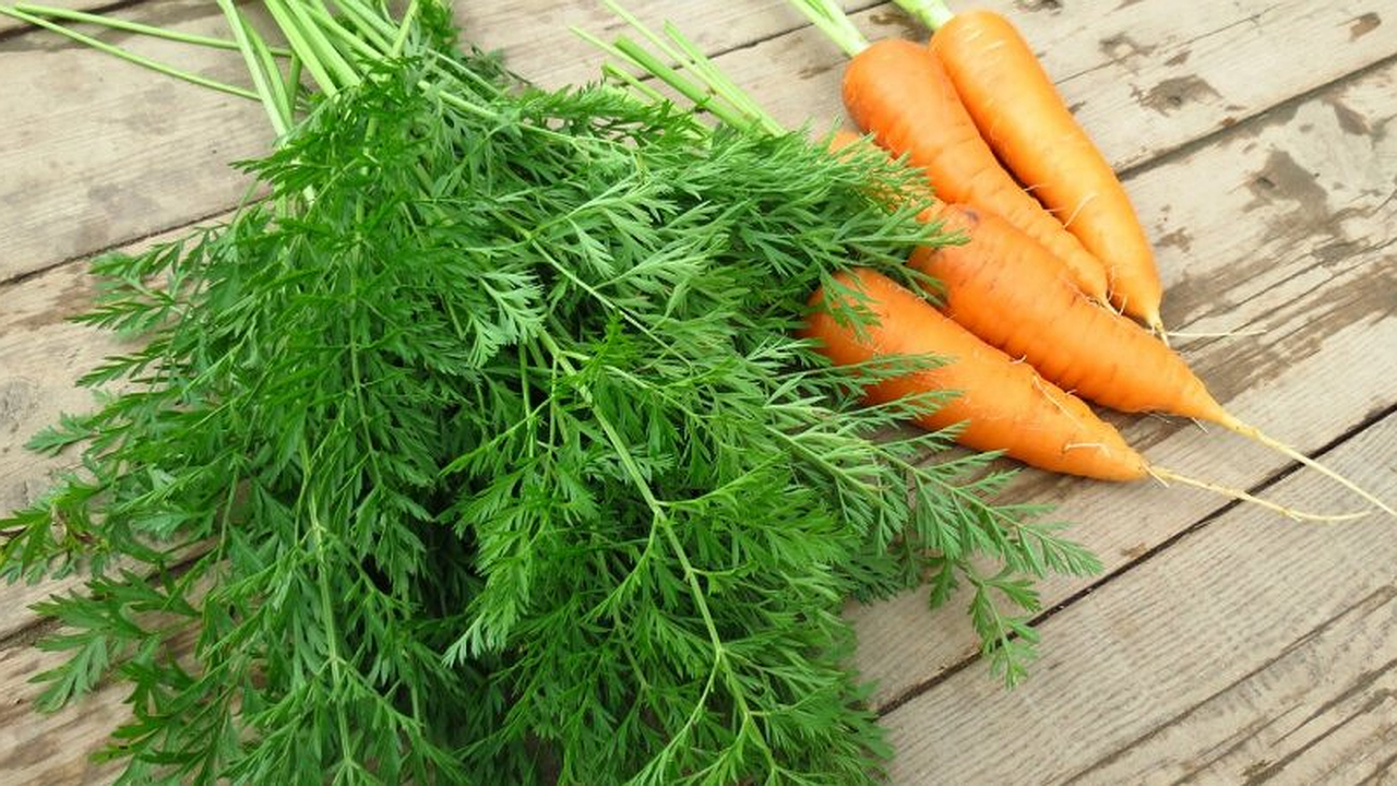 Главная картинка новости: Морковь сразу пойдёт в рост: в июле полейте грядку чудным раствором — первый шаг к хорошему урожаю
