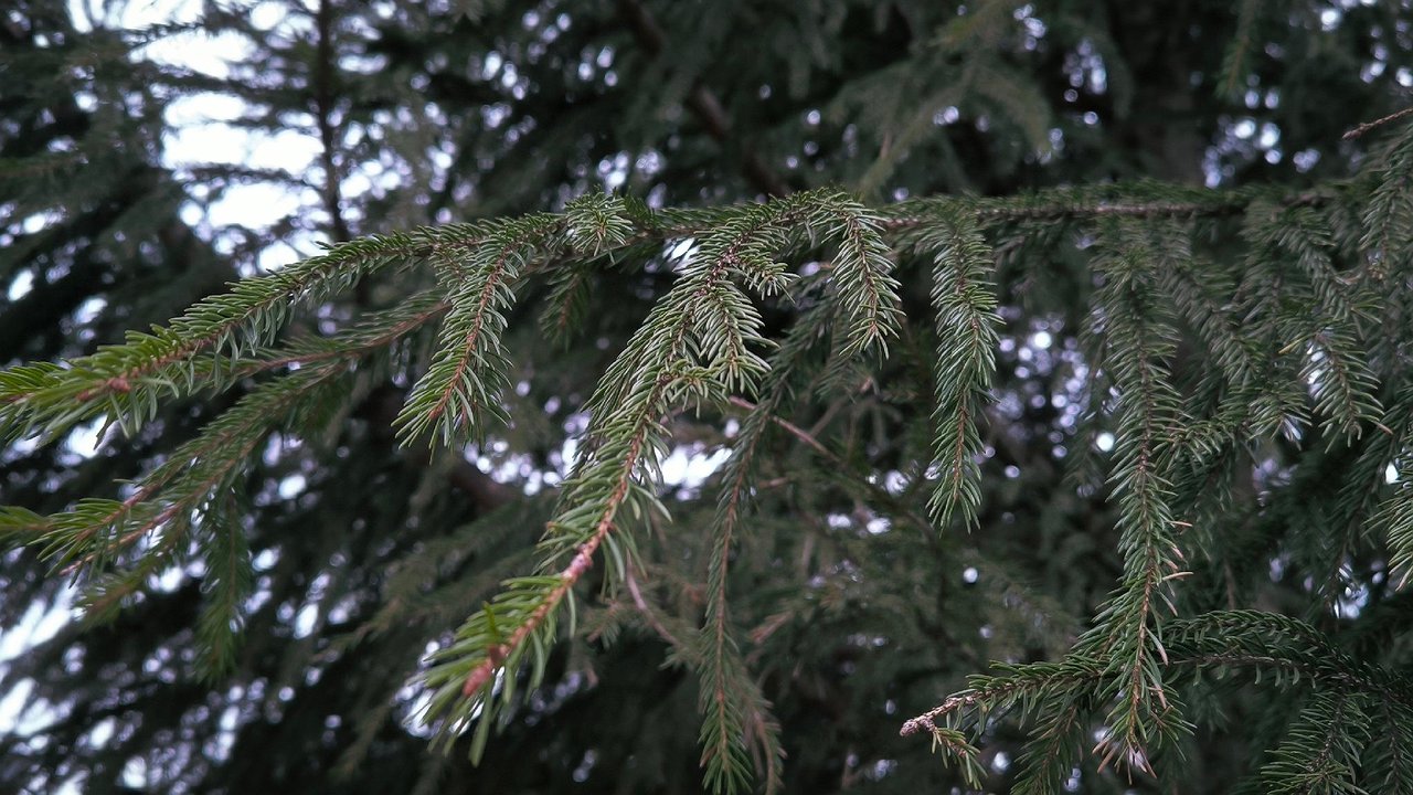 Главная картинка новости: В Калуге спилили голубые ели