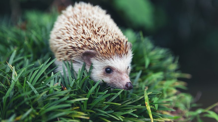 Главная картинка новости: Калужан предупредили о том, что, трогая диких ежей, можно заразиться бешенством и "подцепить" клещей
