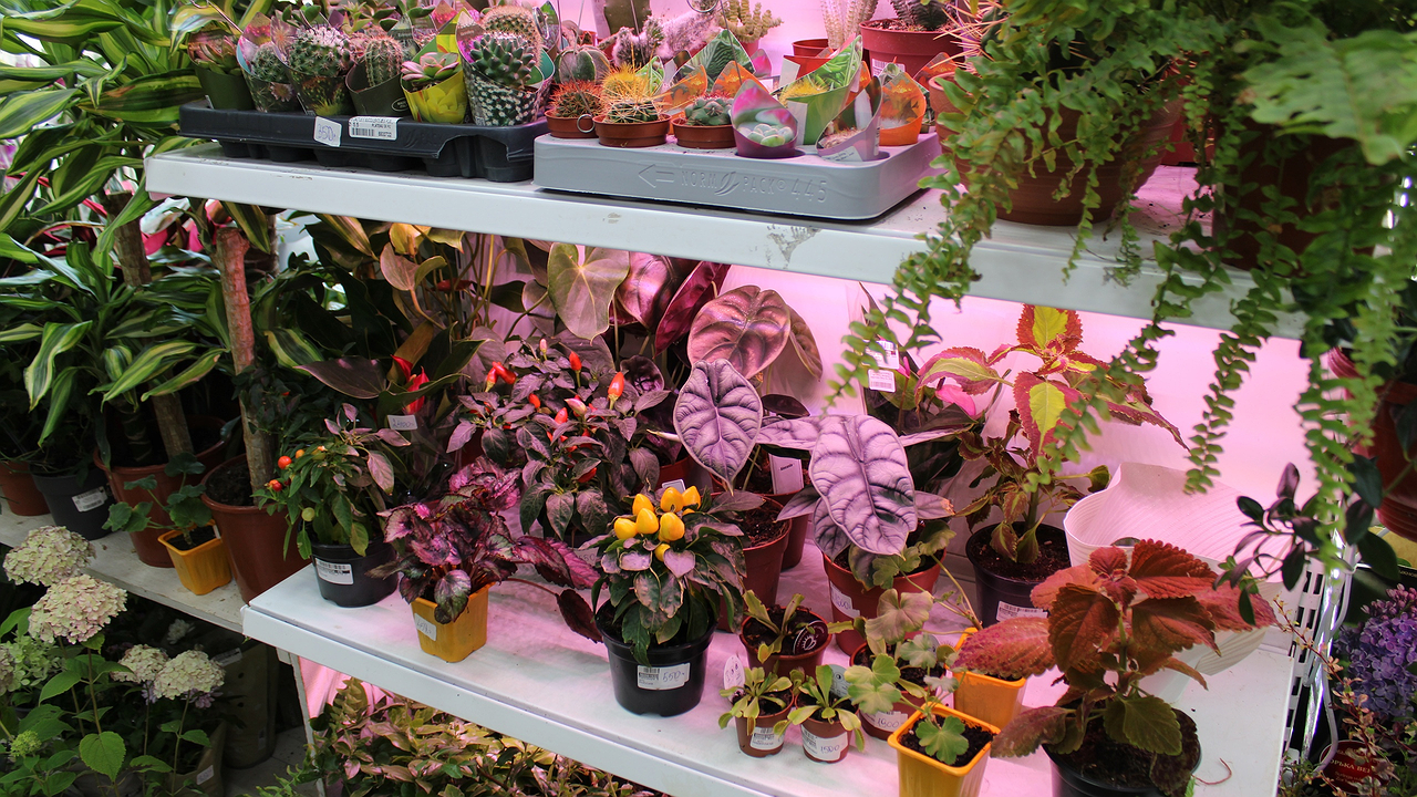 Главная картинка новости: Всего 1 чайная ложка этого простого средства и рассада перца станет сильной через три дня