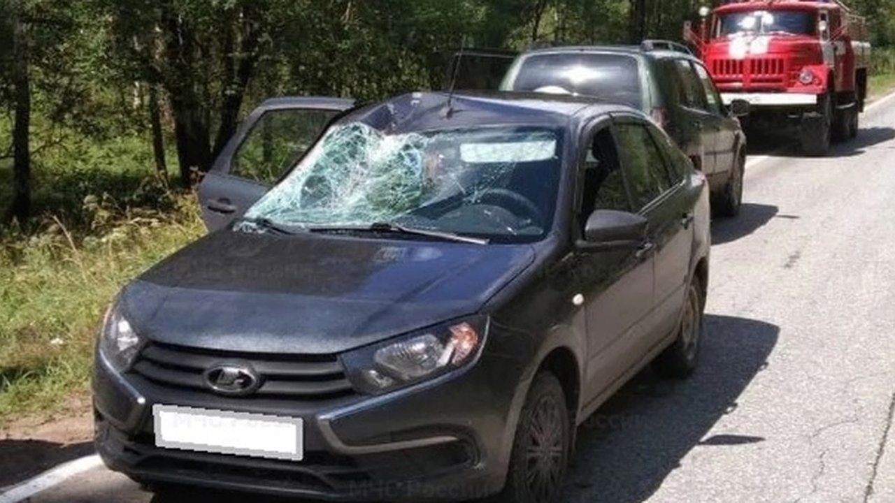 Главная картинка новости: ДТП с лосем в Калужской области: водитель и животное пострадали