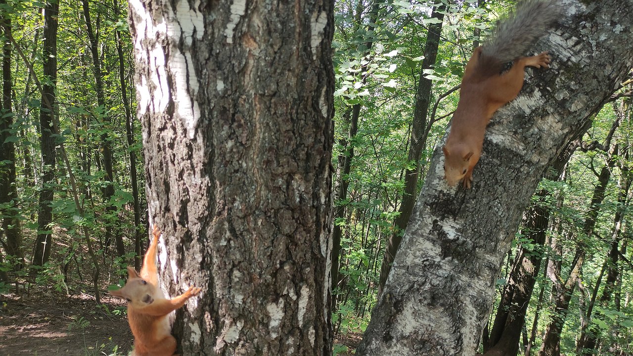 Главная картинка новости: В Калужской области определят лучшее школьное лесничество