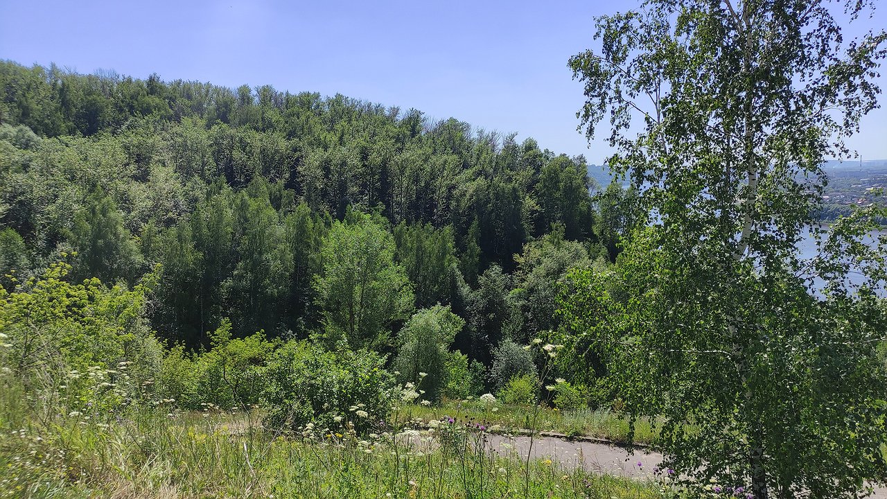 Главная картинка новости: Жители Калужской области возмутились из-за уничтожения обширной лесной территории