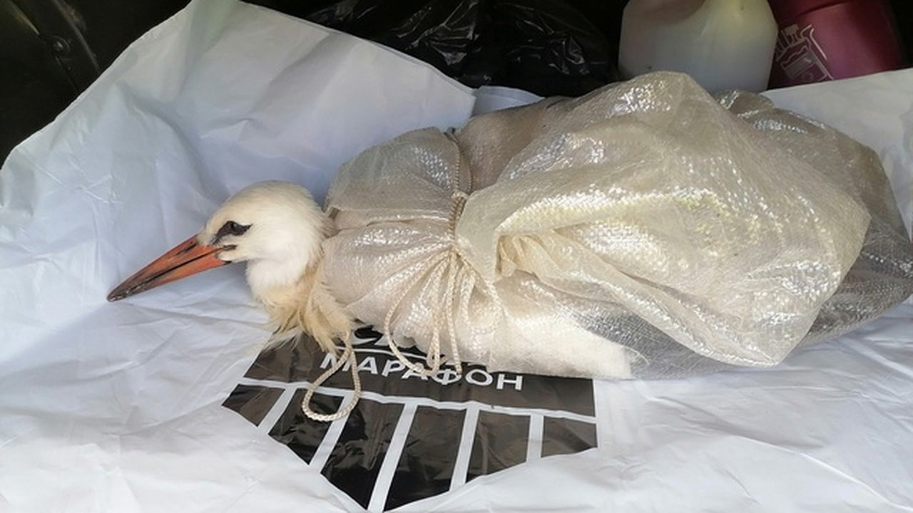 Главная картинка новости: В Калужской области аисты улетели и оставили птенца