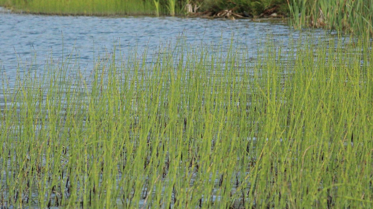 Главная картинка новости: В Озере Угорское под Калугой массово умирают рыбы: в воде обнаружили опасные вещества