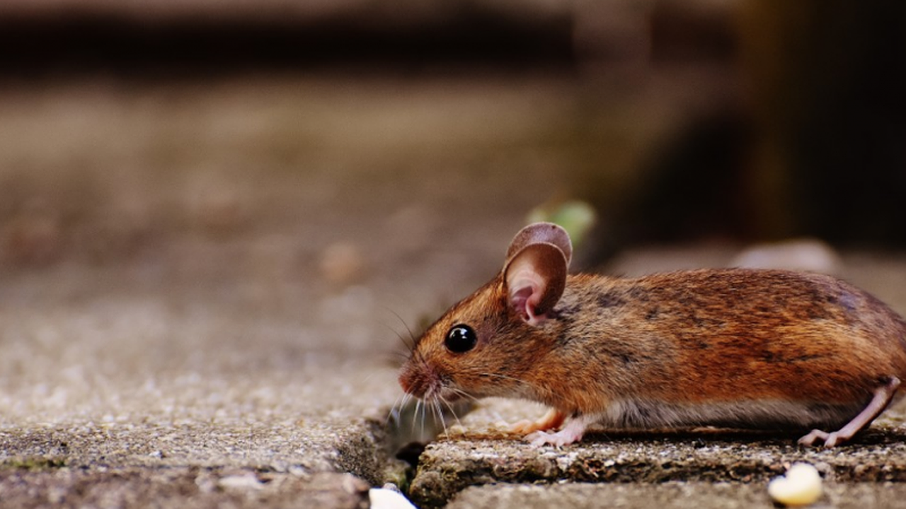 Главная картинка новости: Никаких ведер и бутылок: вот как избавляюсь от мышей каждую осень — помогает уже 30 лет