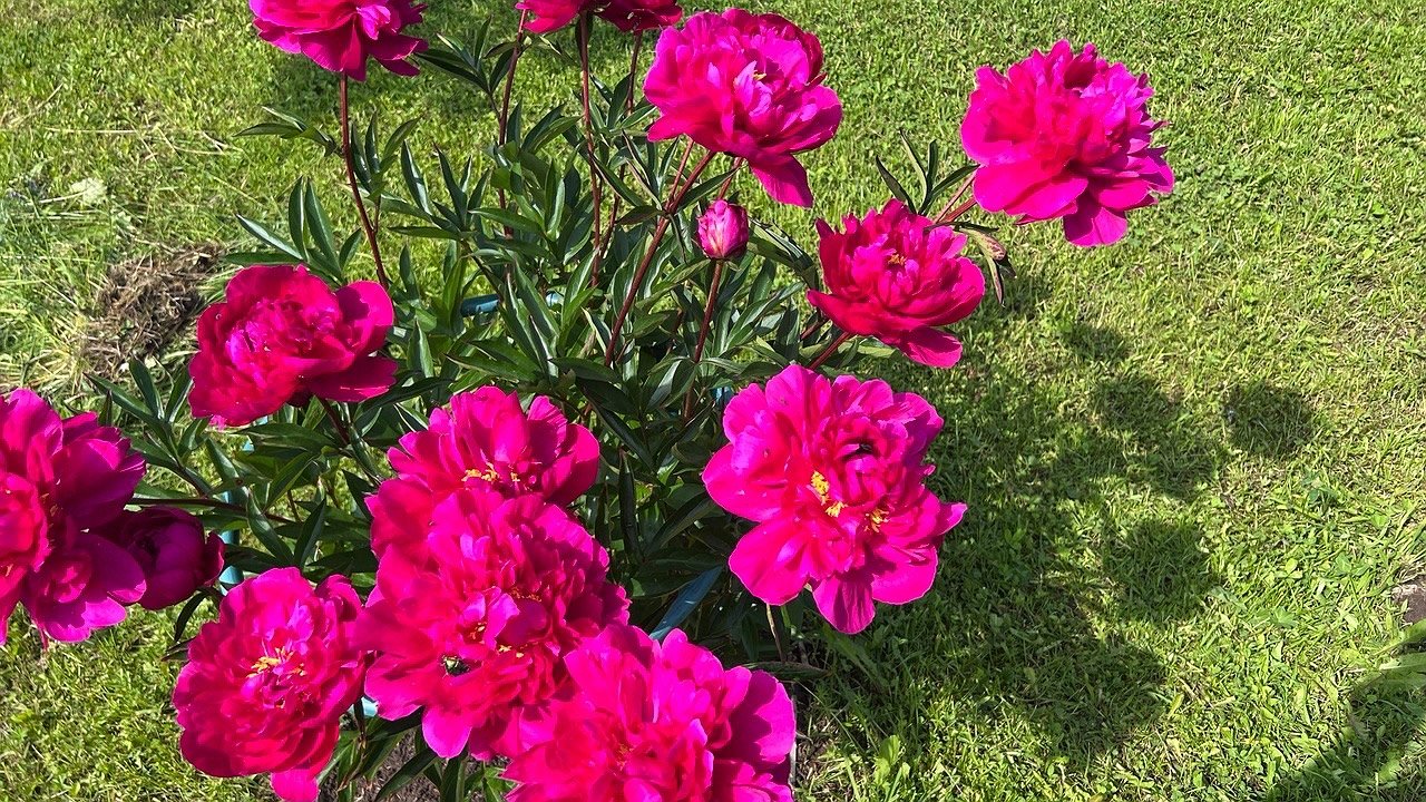 Главная картинка новости: Из Калужской области в Казахстан и Беларусь экспортировали почти полтора миллиона цветов