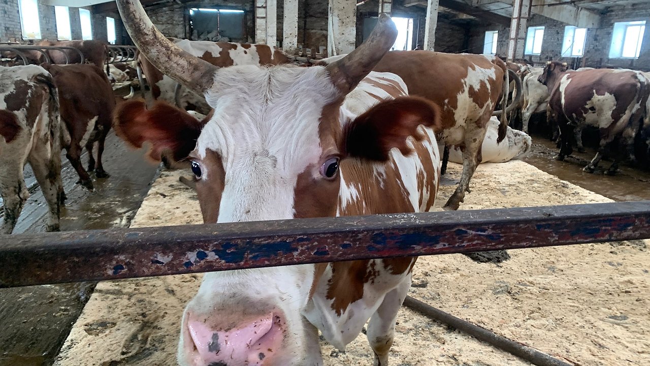 Главная картинка новости: В Калужской области производство говядины выросло на 121% по сравнению с прошлым годов