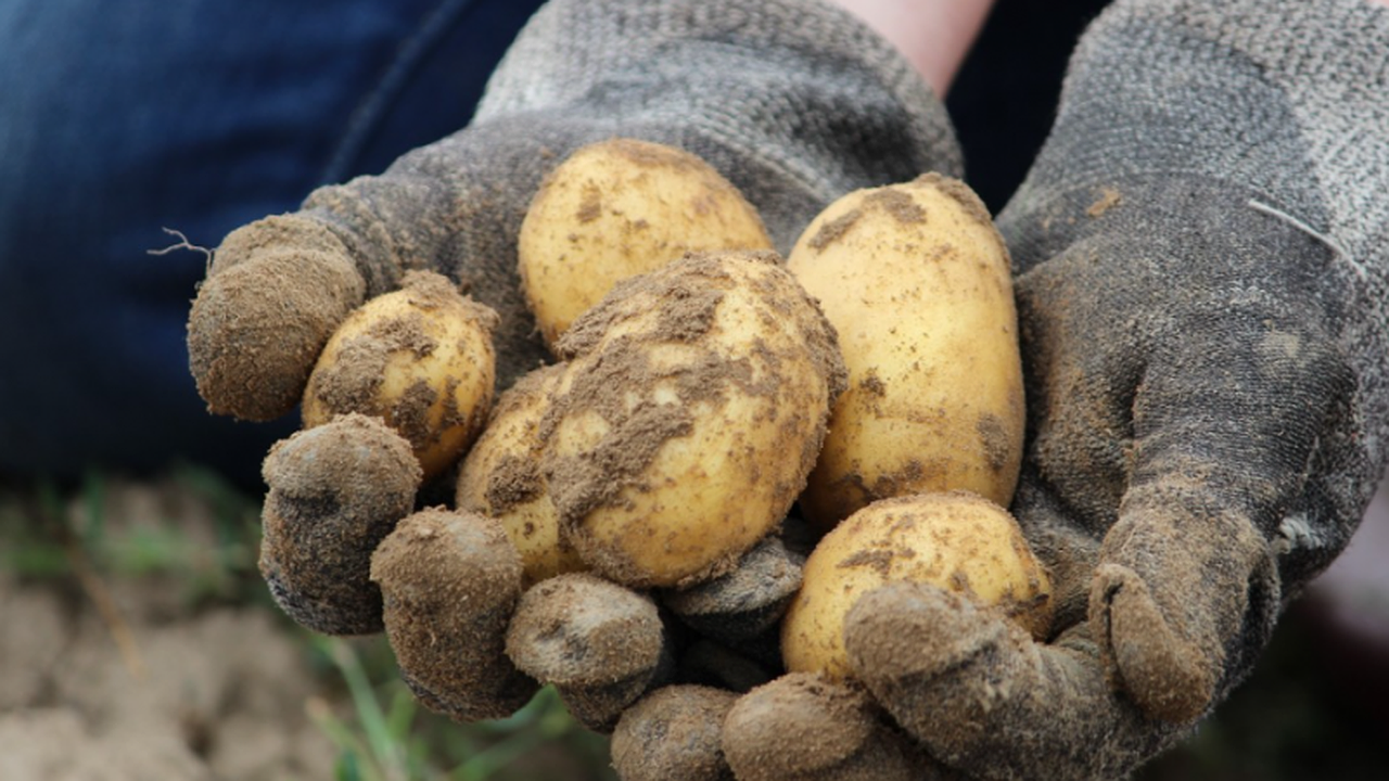 Главная картинка новости: После выкопки картофеля кидаю в грунт только это: всего 2 столовые ложки без тонны навоза