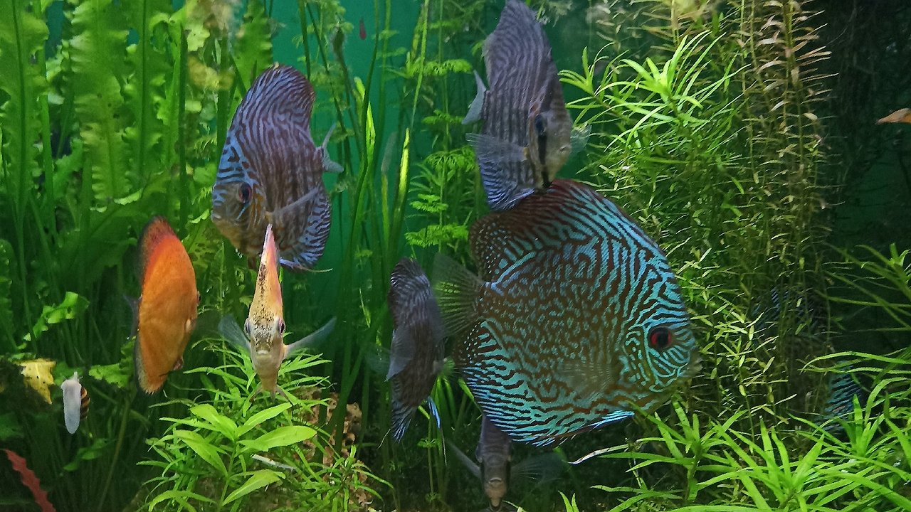 Главная картинка новости: В Греции произошла экологическая катастрофа