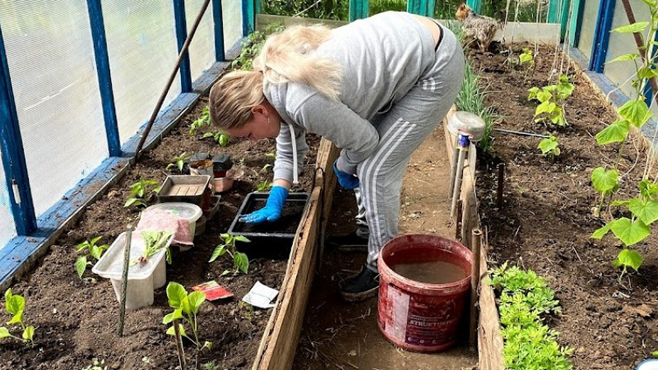 Главная картинка новости: Осенью вместо горчицы сею этот мощный сидерат — проволочника и фитофтору счищает быстро