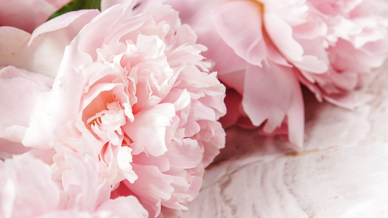 Главная картинка новости: Беру секатор и рублю листья: Вот зачем обрезаю пионы в сентябре — необходимо для каждого участка