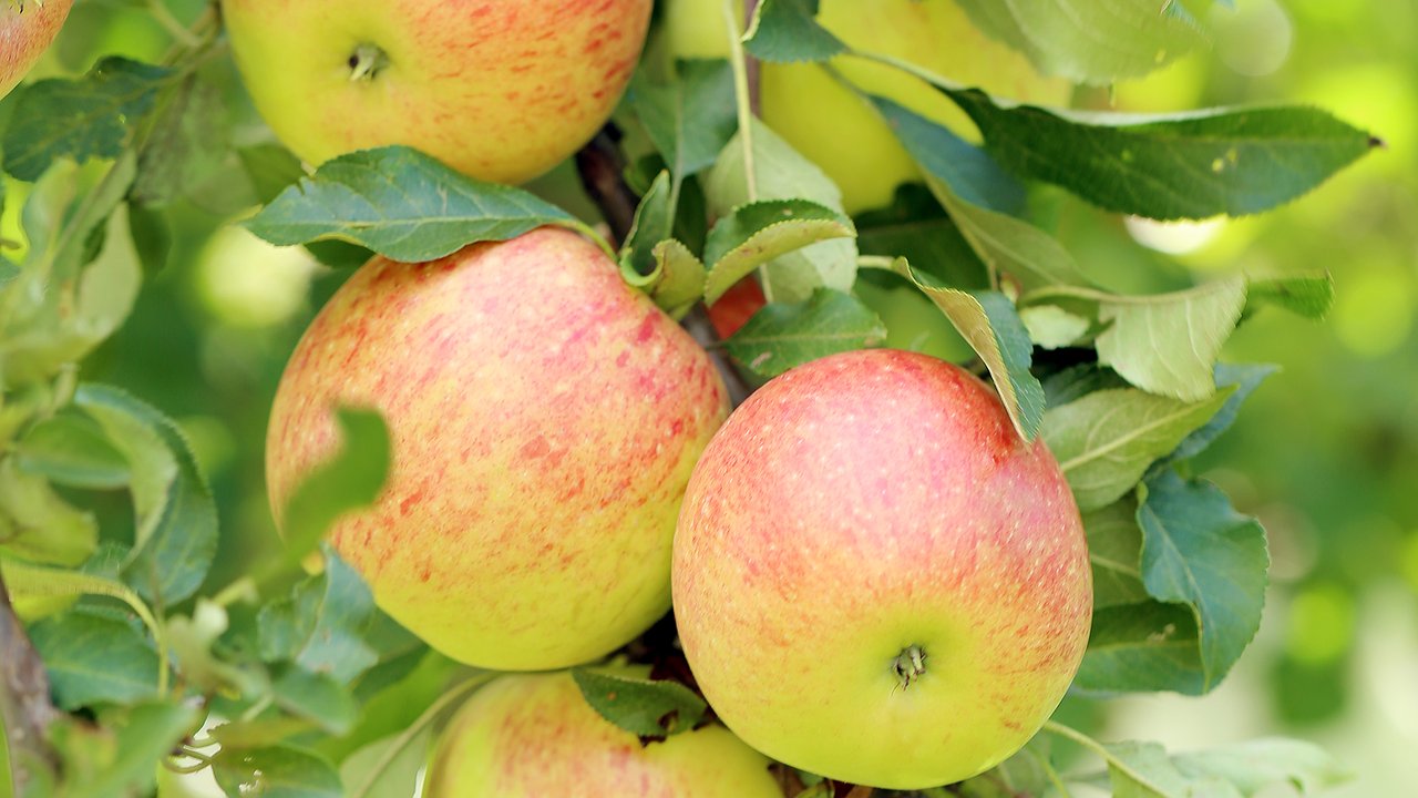 Главная картинка новости: Монилиоз ждет бесславный конец: вот что делаю с яблонями в сентябре — подсказывает опытный агроном