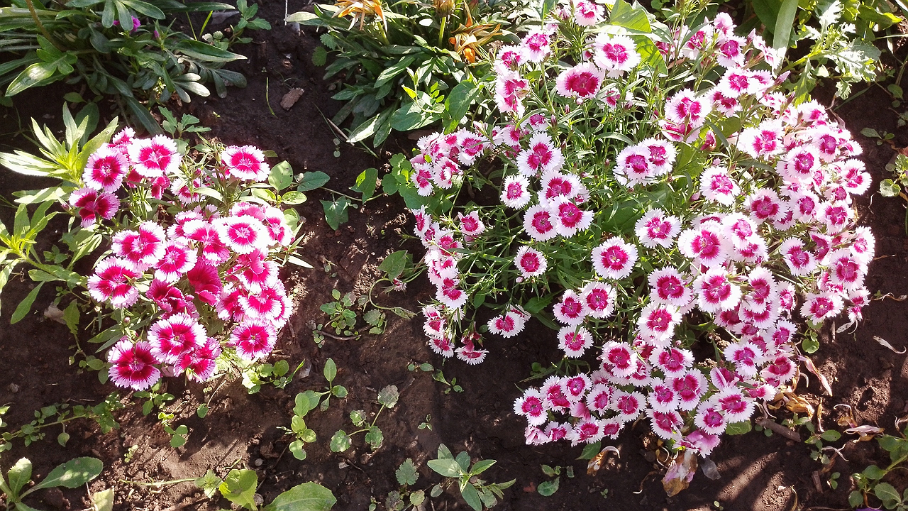 Главная картинка новости: Насыпаю на корни — и горя не знаю: клематисы на зимовку отправляю только так — без лишних хлопот