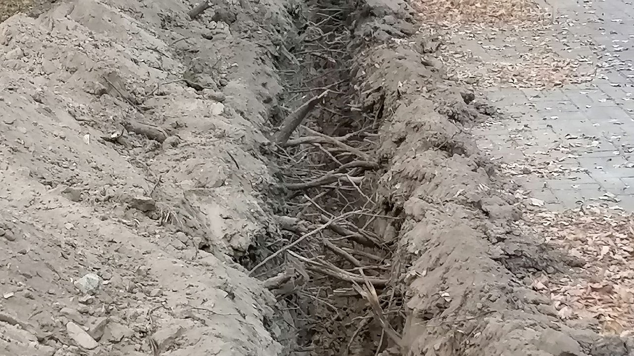 Главная картинка новости: В Калуге во время раскопок повредили корни деревьев