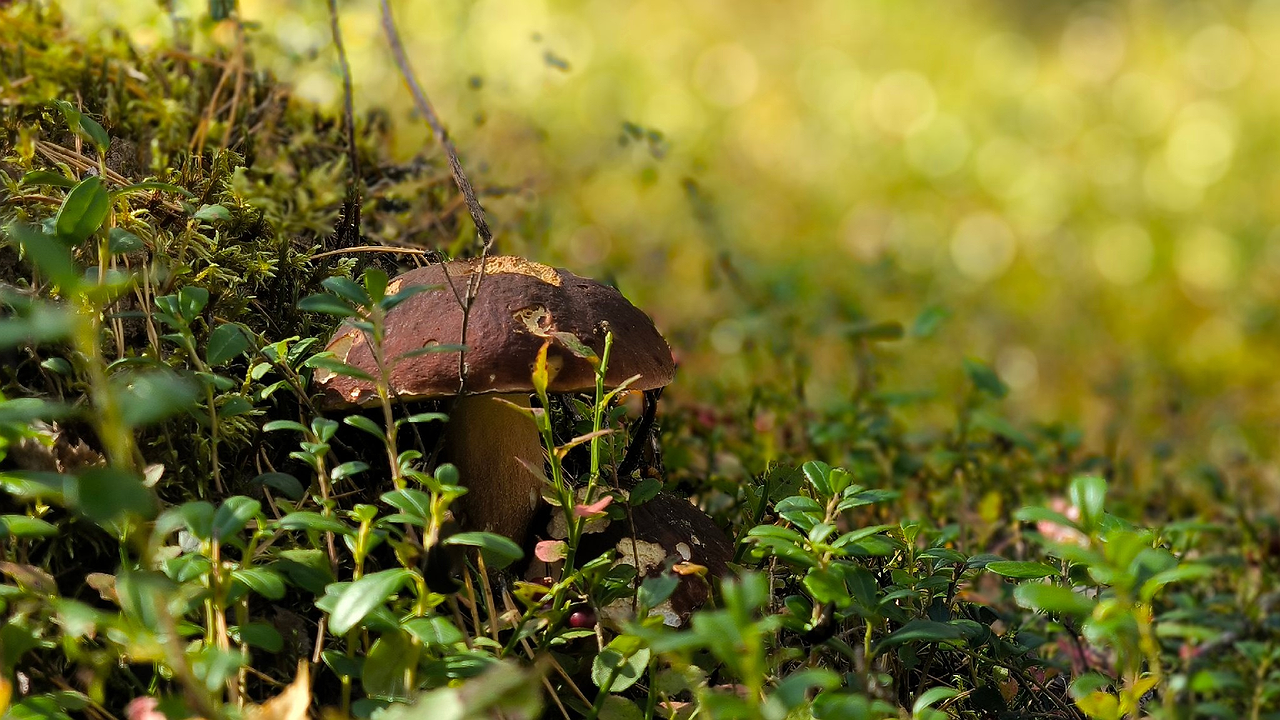 Главная картинка новости: Об этом аппетитном и очень полезном грибе знают единицы: опытные грибники набирают целые ведра таких