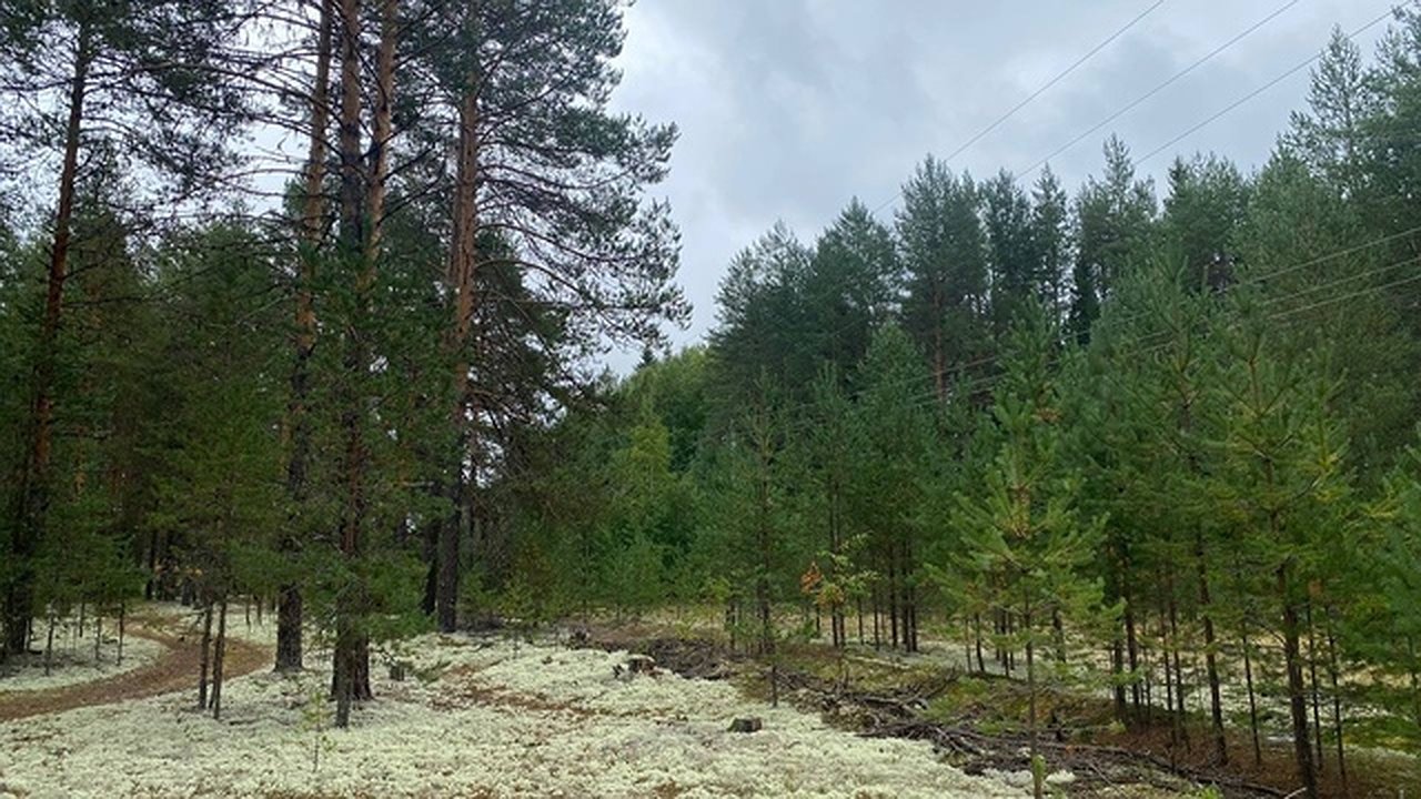 Главная картинка новости: В Калужской области функционируют 26 школьных лесничеств