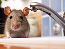 Почему мыши не едят отраву: назван способ заставить их съесть всю ядовитую приманку полностью