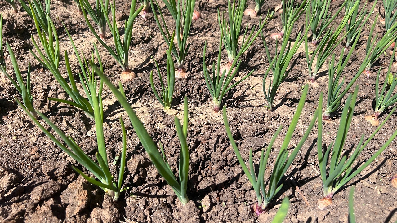 Главная картинка новости: В октябре раскидываю по почве золу — весной земля, словно после КАМАЗа с навозом: совет известного агронома Шубиной