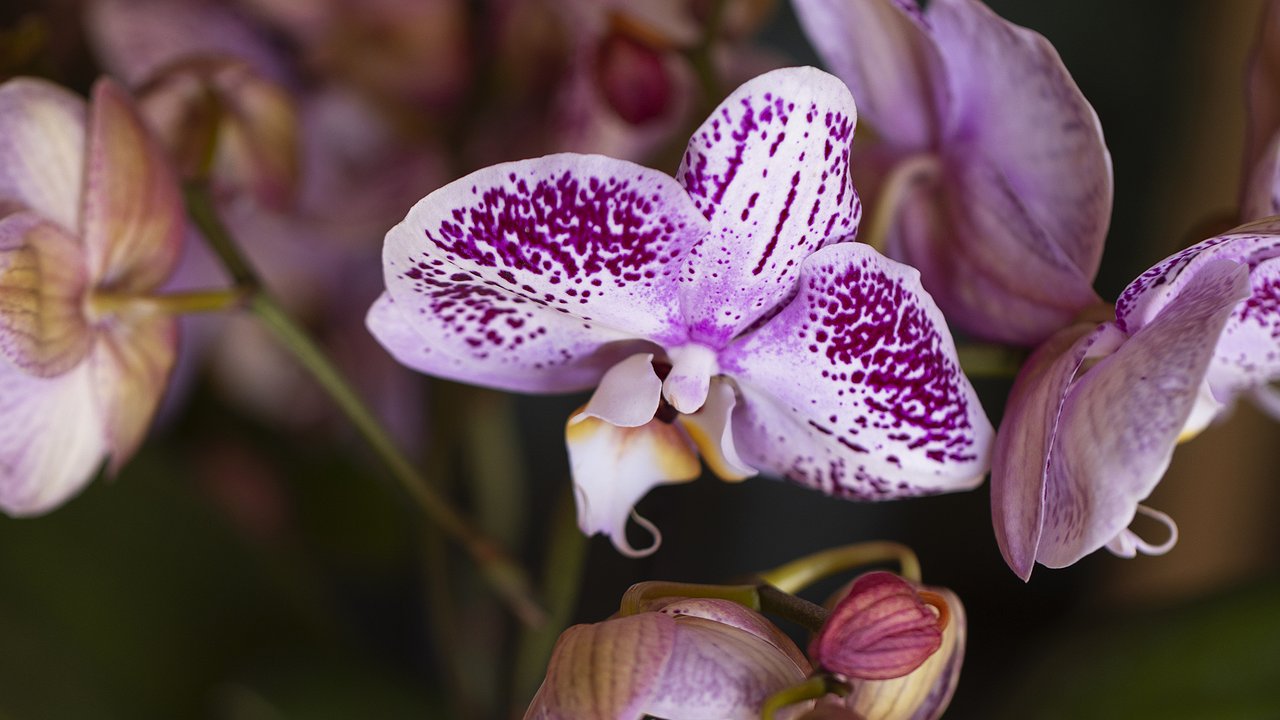 Главная картинка новости: Орхидеи покроются бутонами и цветут без передышки — в Сеть слили подкормку от цветоводов