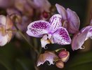 Орхидеи покроются бутонами и цветут без передышки — в Сеть слили подкормку от цветоводов