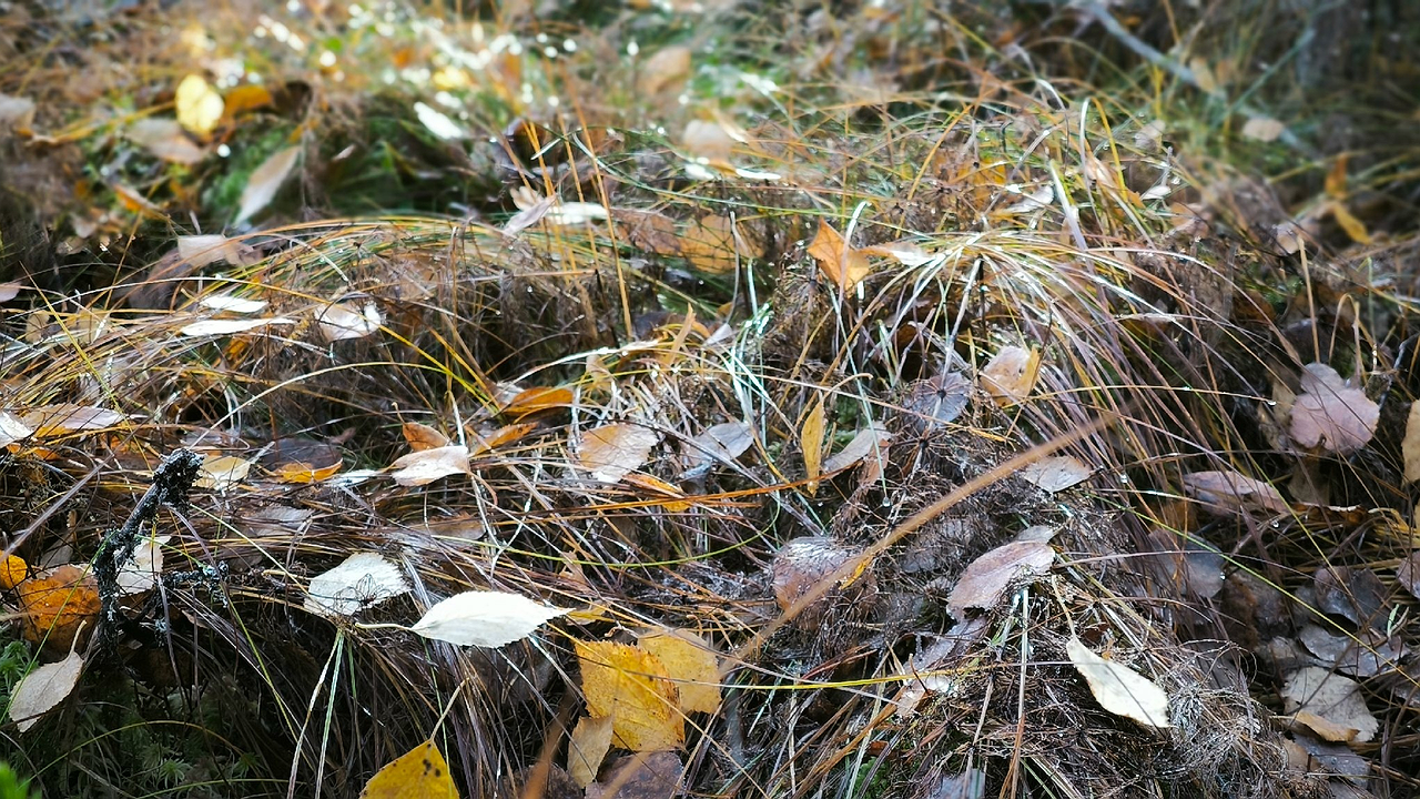 Главная картинка новости: "Минус 18 градусов и бабье лето": погода будет сильно удивлять россиян в ближайшие дни