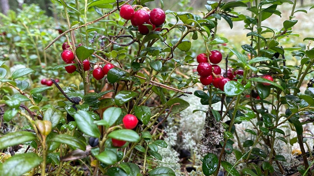 Главная картинка новости: "Выявлена самая вредная ягода": а мы ее покупаем как премиум деликатес, еще и детей заставляем есть