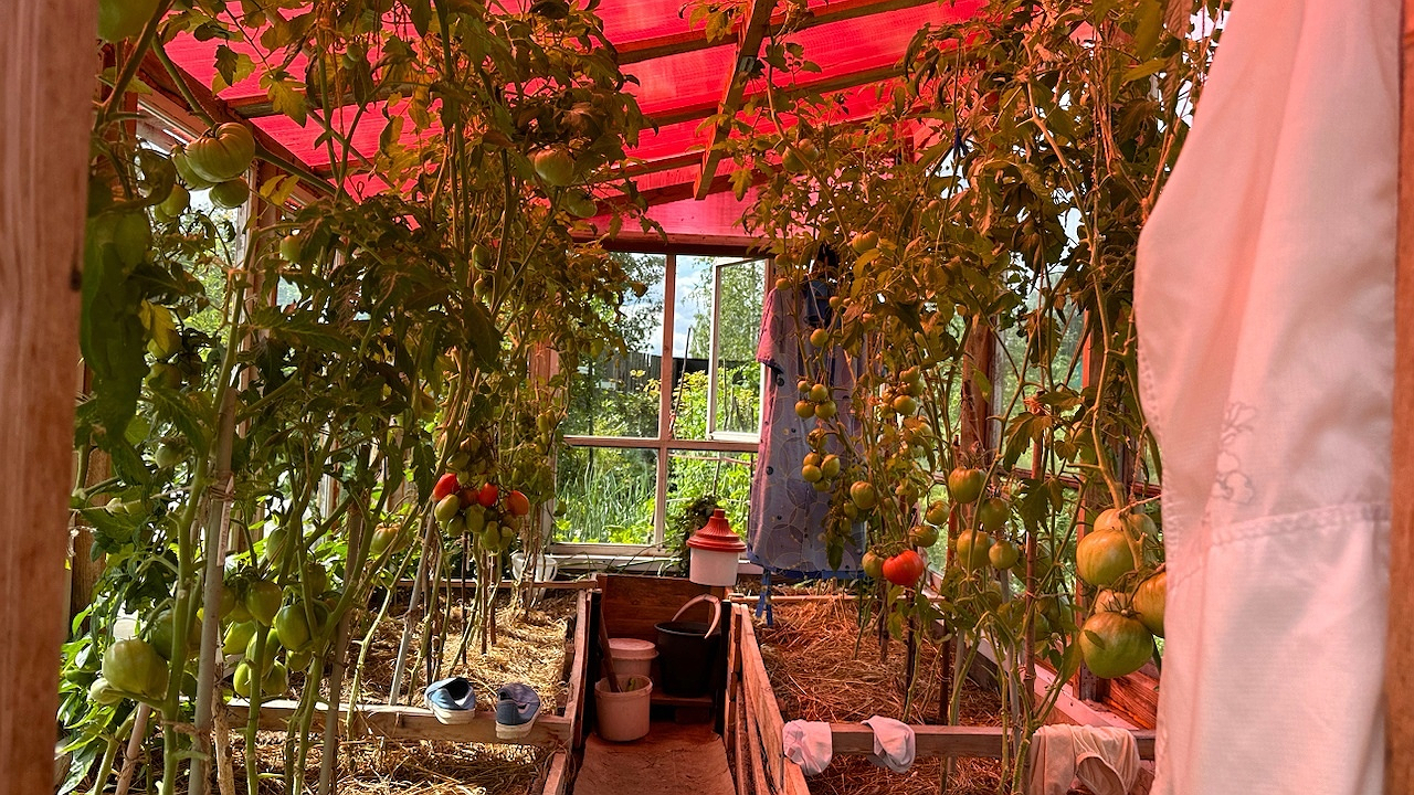 Главная картинка новости: Известный овощ, который уничтожает почки: в Европе его больше не едят