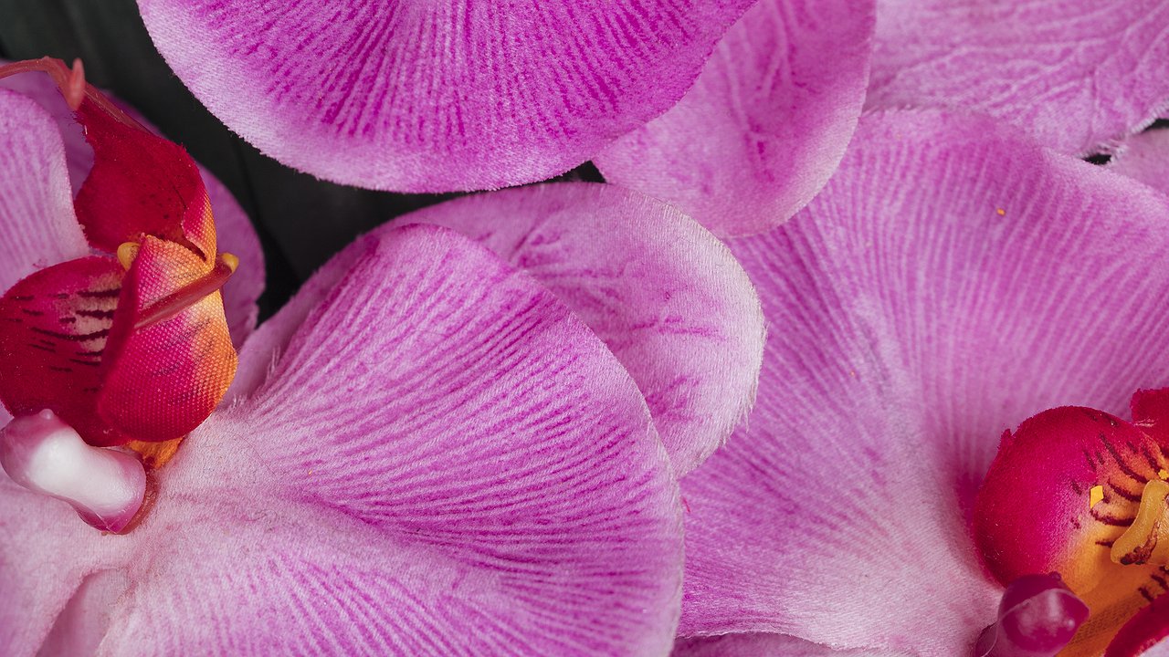 Главная картинка новости: Орхидея распустит большие цветы: залейте раствор из лука в почву – растет даже в не сезон