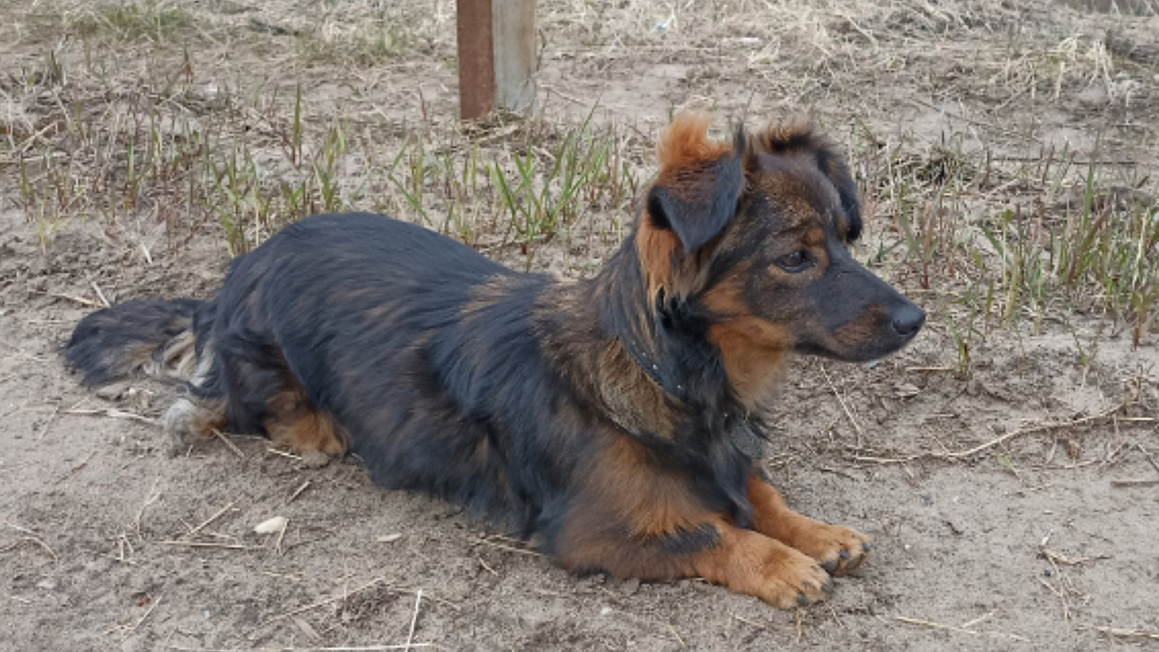 Главная картинка новости: В Обнинске неизвестные бездушно привязали пса в лесу и обрекли на мучительную гибель