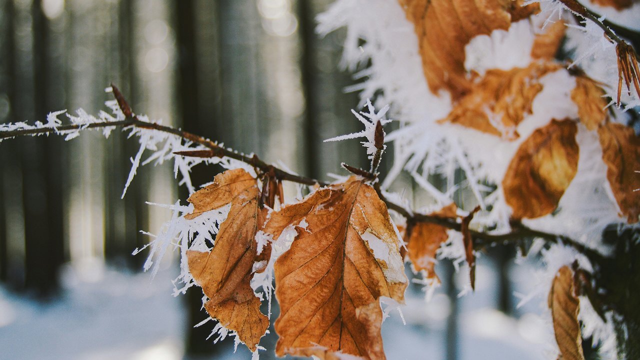 Главная картинка новости: Погода будет аномальной: метеорологи дали невероятный прогноз на зиму 2024-2025