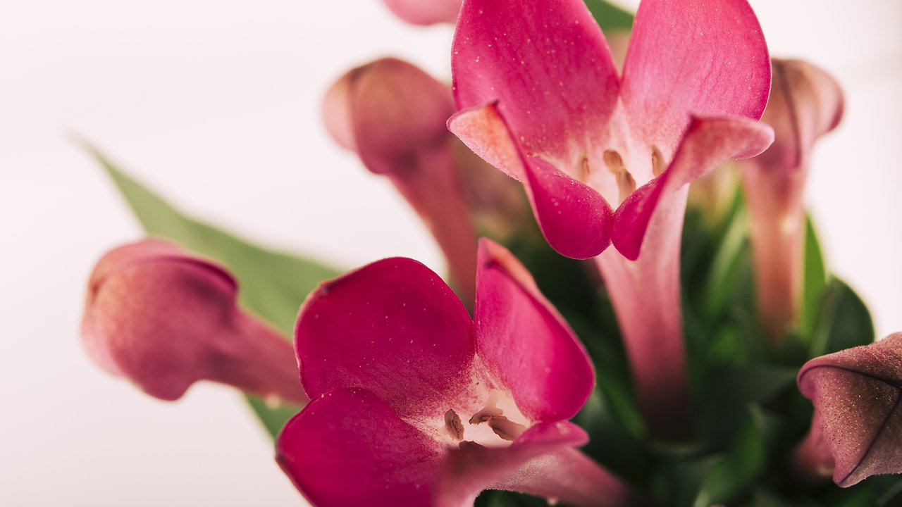 Главная картинка новости: Три простых секрета: оживите ленивый декабрист и наслаждайтесь зимним водопадом цветов