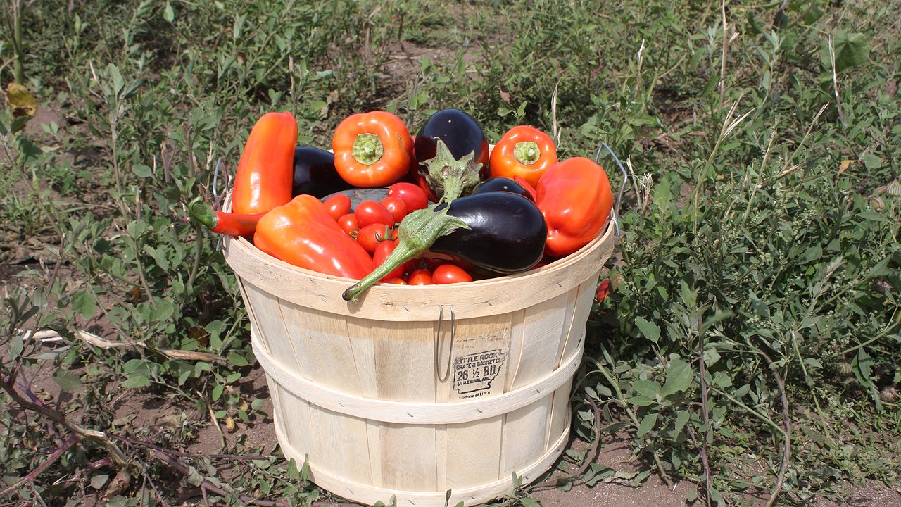 Главная картинка новости: Никогда не вносите эти удобрения в почву под зиму: они портят грунт и убивают растения — использует каждый дачник