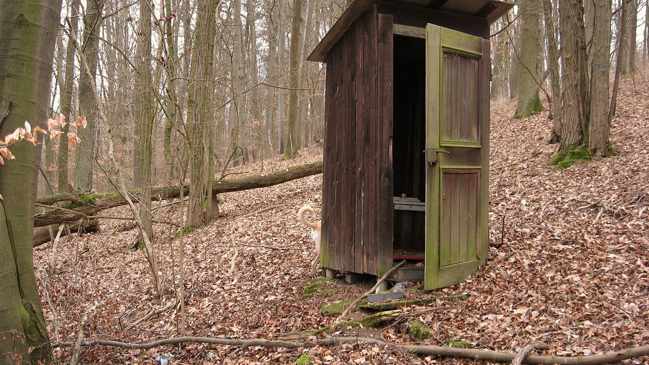 Главная картинка новости: Бросайте 1 горсть всего раз в месяц — и выгребную яму не придется вычищать годами