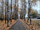 Жители Калуги просят сохранить аллею на Московской улице