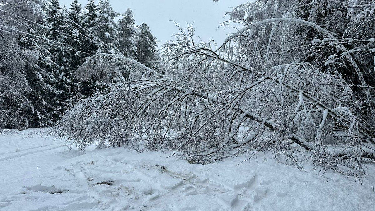 Главная картинка новости: В Калужской области упало более 500 деревьев из-за шторма