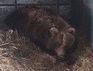 Известная калужская медведица Маша отказывается уходить в спячку