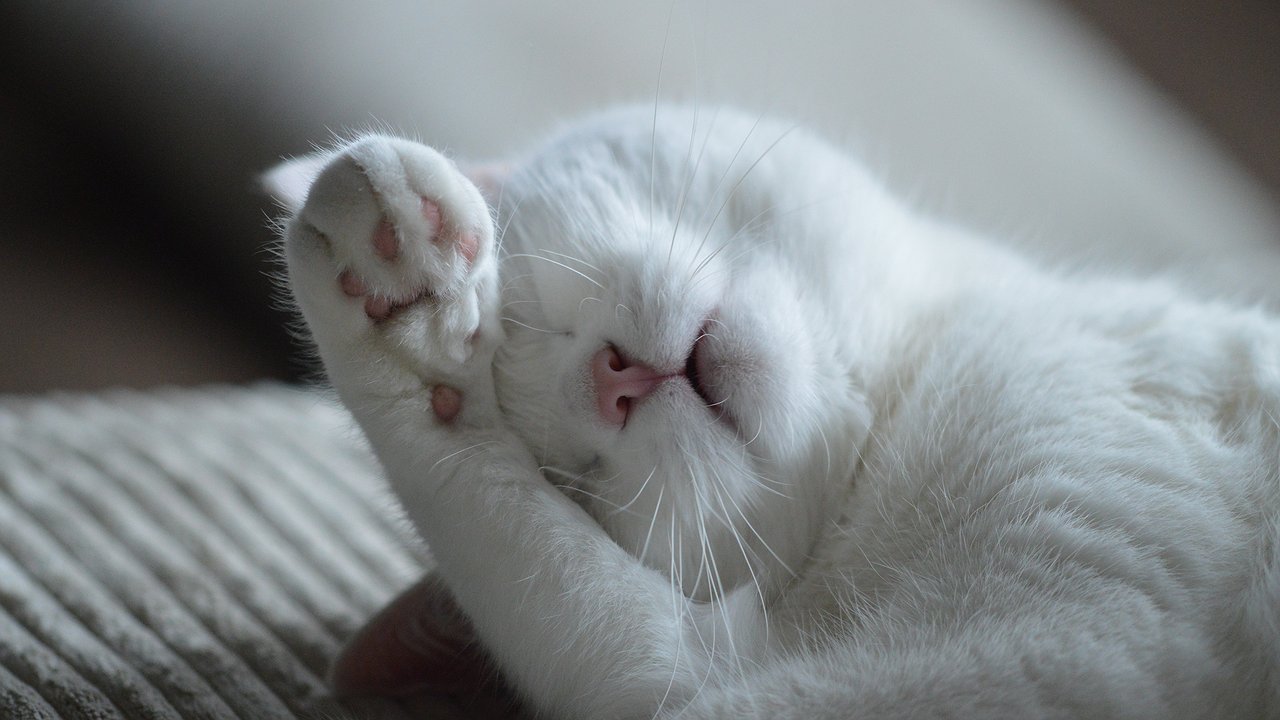 Главная картинка новости: Не травите этим кошек: в Роскачестве выявили худшие марки корма для питомцев